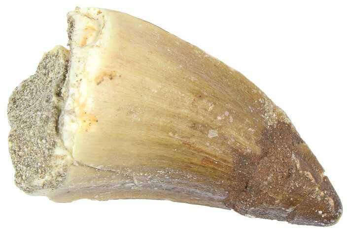 Bargain, Fossil Prognathodontid Mosasaur Tooth - Morocco #364138